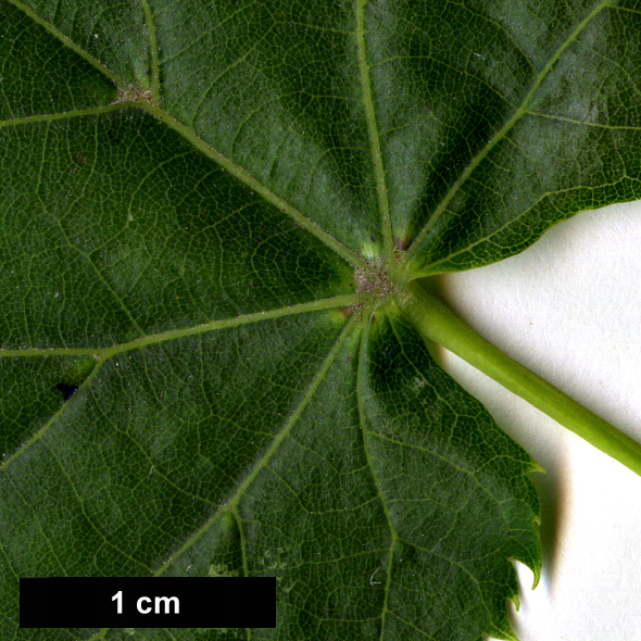 High resolution image: Family: Malvaceae - Genus: Tilia - Taxon: dasystyla - SpeciesSub: subsp. dasystyla